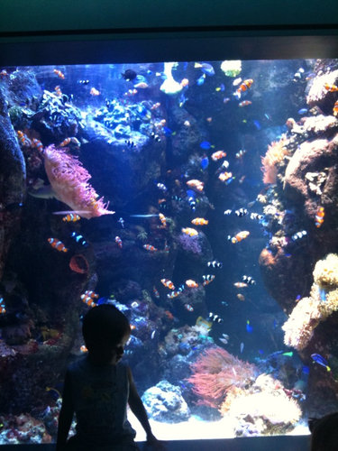 ロングビーチの水族館 Aquarium Of The Pacific アメリカ生活コラム